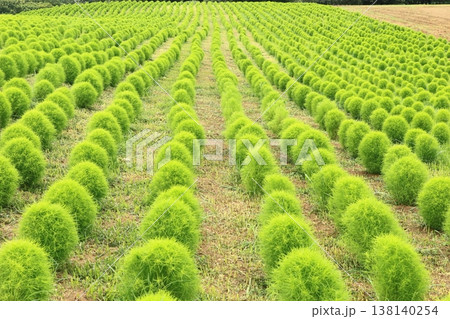 1直線に植えられたコキア 1直線に植えられたコキア 138140254
