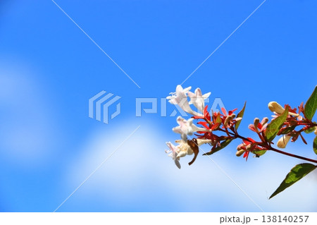 青空に咲くアベリアの花 138140257