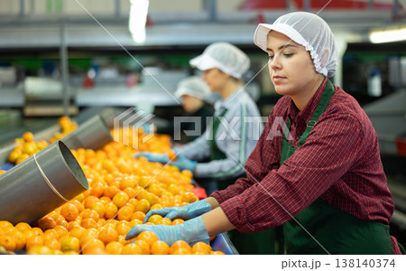 Young women sorts tangerines on a conveyor line. Fruit quality check. 138140374