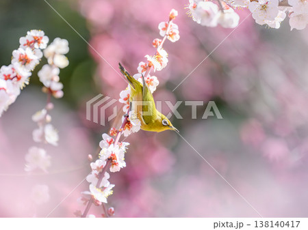 梅の花とメジロ 梅の花とメジロ 138140417