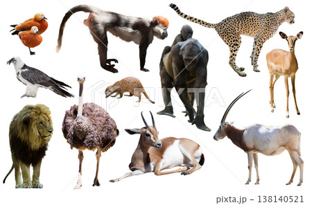 Collage with African mammals and birds 138140521