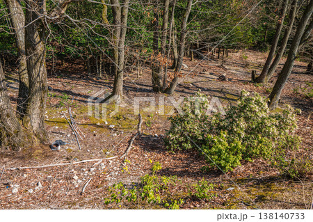 湖西地方の雑木林　滋賀県大津市北小松 138140733