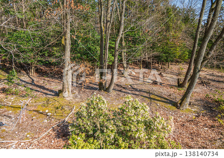湖西地方の雑木林　滋賀県大津市北小松 138140734