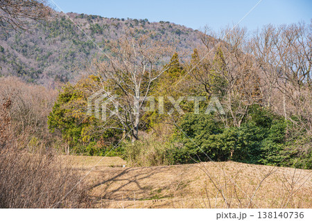 湖西地方の雑木林　滋賀県大津市北小松 138140736