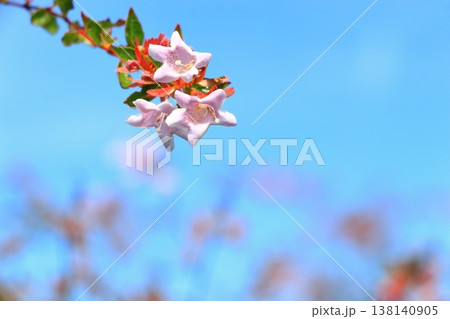 小さなアベリアの花 138140905