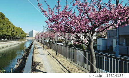 春の訪れを告げる河津桜の散歩道 138141284