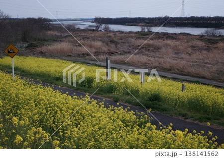 川沿いに菜の花のある風景 138141562