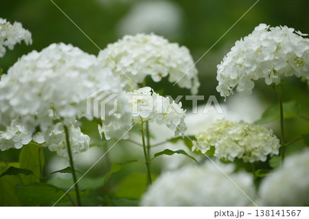 白いアナベルの花 138141567