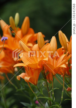 オレンジのスカシユリの花 オレンジのスカシユリの花 138141568
