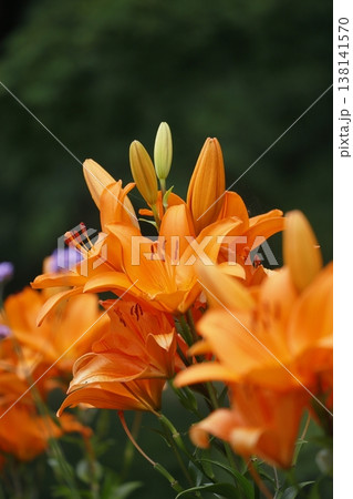 オレンジのスカシユリの花 オレンジのスカシユリの花 138141570