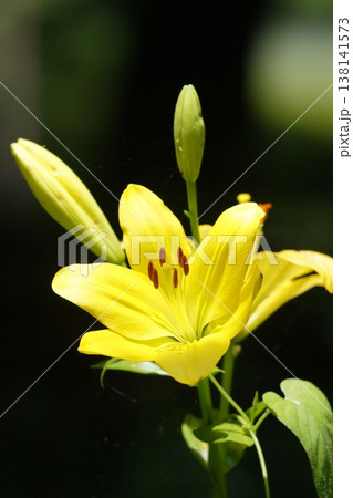 黄色いスカシユリの花 黄色いスカシユリの花 138141573
