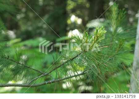 Eastern White Pine Branch In A Lush Forest 138141759