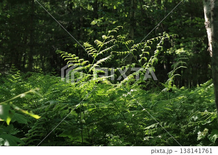 Bracken Fern New Growth In Mountain Forest Bracken Fern New Growth In Mountain Forest 138141761