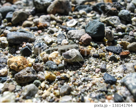 Whelk Sea Snail Shell Lying On Gravel Whelk Sea Snail Shell Lying On Gravel 138141764