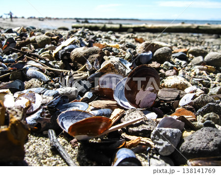 Purple Clamshells Amongst Other Seashells 138141769