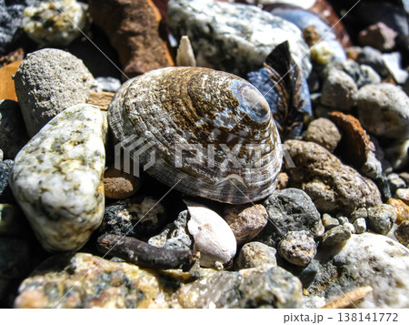 A Limpet's Conical Shell On The Beach  138141772