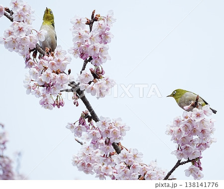 可愛いメジロと満開な寒桜 可愛いメジロと満開な寒桜 138141776