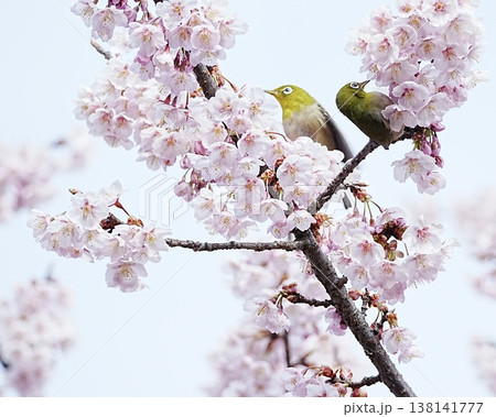 可愛いメジロと満開な寒桜 138141777