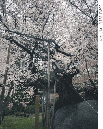 盛岡市の石割桜 138141863