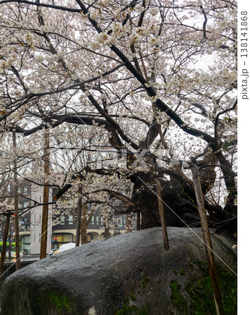 石割桜を色々な角度で撮影 石割桜を色々な角度で撮影 138141868