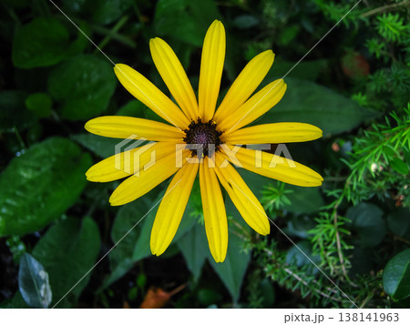 Cheerful Black-Eyed Susan Garden Flowers Cheerful Black-Eyed Susan Garden Flowers 138141963