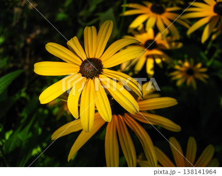 Cheerful Black-Eyed Susan Garden Flowers Cheerful Black-Eyed Susan Garden Flowers 138141964