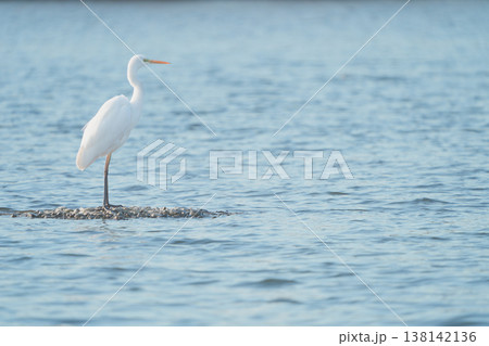 浅瀬に佇むダイサギ 浅瀬に佇むダイサギ 138142136