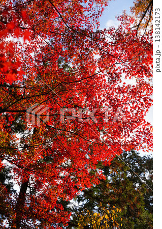 上賀茂神社境内の楓の紅葉 上賀茂神社境内の楓の紅葉 138142173