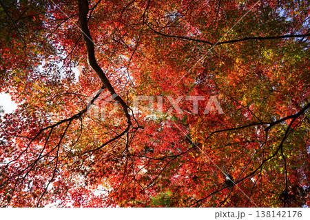 上賀茂神社境内の楓の紅葉 上賀茂神社境内の楓の紅葉 138142176