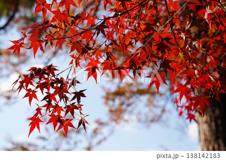 上賀茂神社境内の楓の紅葉 138142183