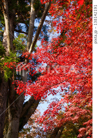 上賀茂神社境内の楓の紅葉 上賀茂神社境内の楓の紅葉 138142191
