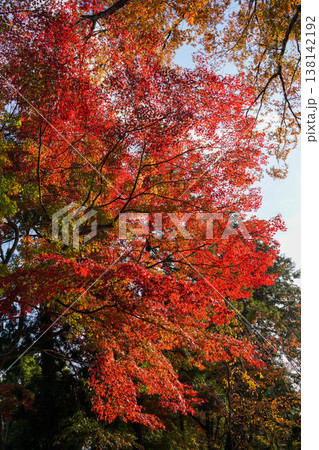 上賀茂神社境内の楓の紅葉 138142192