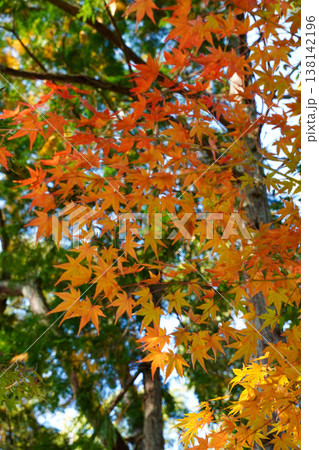 上賀茂神社境内の楓の紅葉 138142196