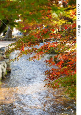 上賀茂神社境内を流れる小川と紅葉 138142272