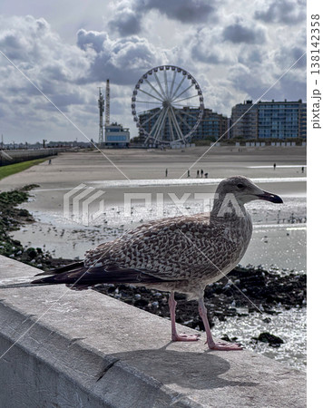 Nieuwpoort, West-Vlaanderen, Belgium, Ocotber 25th, 2025, Seagull perched on wall observes wet beach Nieuwpoort, West-Vlaanderen, Belgium, Ocotber 25th, 2025, Seagull perched on wall observes wet beach 138142358