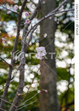 上賀茂神社境内の秋に咲く桜と紅葉 上賀茂神社境内の秋に咲く桜と紅葉 138142403