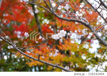 上賀茂神社境内の秋に咲く桜と紅葉 上賀茂神社境内の秋に咲く桜と紅葉 138142404