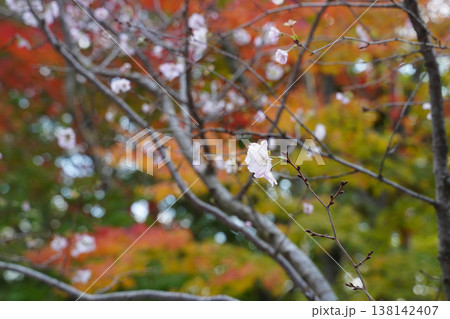 上賀茂神社境内の秋に咲く桜と紅葉 上賀茂神社境内の秋に咲く桜と紅葉 138142407