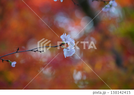 上賀茂神社境内の秋に咲く桜と紅葉 上賀茂神社境内の秋に咲く桜と紅葉 138142415