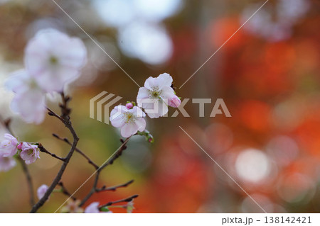 上賀茂神社境内の秋に咲く桜と紅葉 138142421