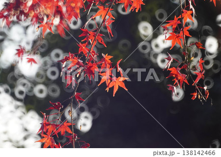 楓の紅葉とリングぼけ 138142466