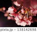 桜 138142698