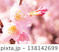 桜 138142699