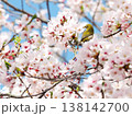 桜 138142700