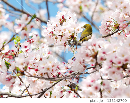 桜 138142700
