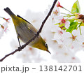 桜 138142701
