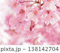 桜 138142704