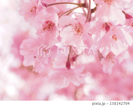 桜 138142704