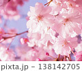 桜 138142705