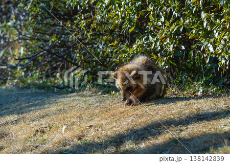 陽だまりに出て来た野生の子狸 138142839